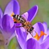 Purple Flower Bee Paint By Numbers