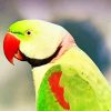 Alexandrine Parrot Paint By Numbers