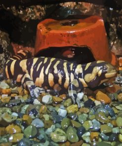 Ambystoma Tiger Salamander Paint By Numbers