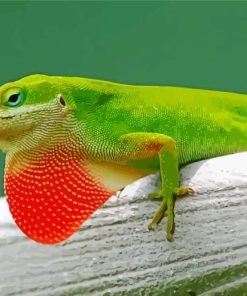 Anole Lizard Paint By Numbers