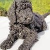 Black Goldendoodle Dog Paint By Numbers