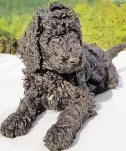 Black Goldendoodle Dog Paint By Numbers