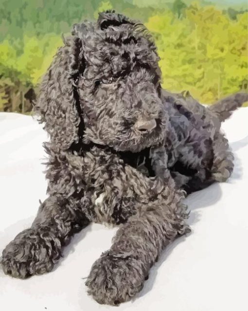 Black Goldendoodle Dog Paint By Numbers