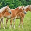 Haflinger Horses Paint By Numbers