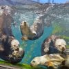 Sea Otter in Monterey Bay Aquarium Paint By Numbers