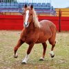 The Brown Percheron Horse Paint By Numbers