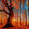 Autumn Sunset Trees Forest Paint By Numbers