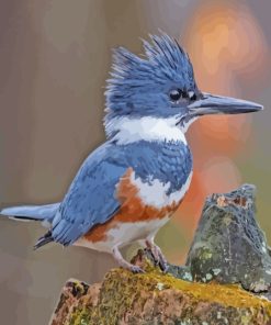 Belted Kingfisher Bird Paint By Numbers