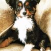 Black And White Mini Aussie Dog Paint By Numbers