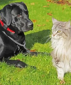 Black Lab And Cat Paint By Numbers