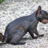 Black Squirrel Carrying A Walnut Paint By Numbers