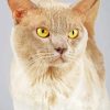 Blond Burmese Cat Paint By Numbers