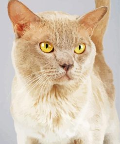 Blond Burmese Cat Paint By Numbers