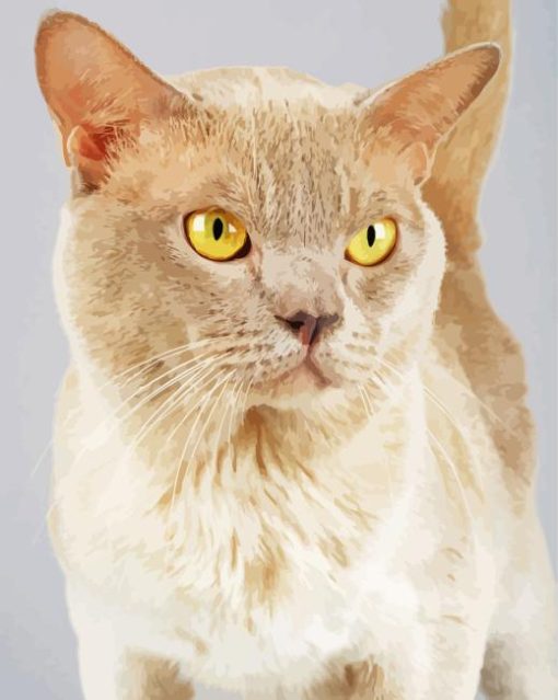 Blond Burmese Cat Paint By Numbers