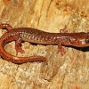 Brown Salamander Reptile Paint By Numbers