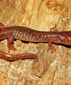 Brown Salamander Reptile Paint By Numbers