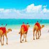 Camels At Mombasa Beach Paint By Numbers