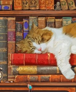 Cat Sleeping In Vintage Bookcase Paint By Numbers