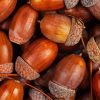 Close Up Acorn Nuts Paint By Numbers