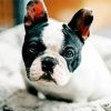 Cute Black And White French Bulldog Paint By Numbers