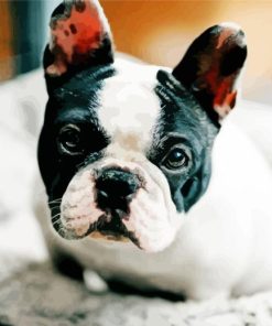 Cute Black And White French Bulldog Paint By Numbers