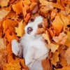 Dog In Leaves Paint By Numbers