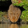 European Water Vole Paint By Numbers