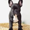 French Bulldog in Black And White Paint By Numbers