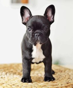 French Bulldog in Black And White Paint By Numbers