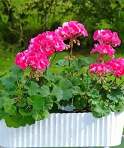 Geraniums In White Pot Paint By Numbers