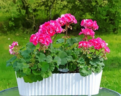 Geraniums In White Pot Paint By Numbers