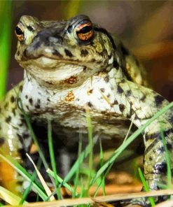 Green Angry Toad Animal Paint By Numbers