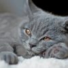 Grey Kitty Paint By Numbers