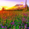 Meadow With Flowers With Sunrise Paint By Numbers