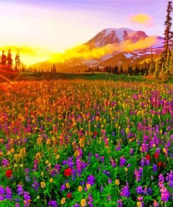 Meadow With Flowers With Sunrise Paint By Numbers