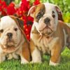 Old English Bulldog Puppies Paint By Numbers