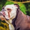 Old English Bulldog Paint By Numbers