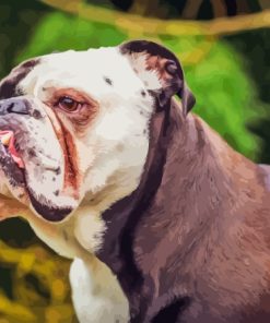 Old English Bulldog Paint By Numbers