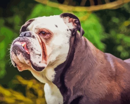 Old English Bulldog Paint By Numbers