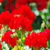 Red Geranium Flowers Paint By Numbers