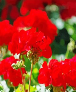 Red Geranium Flowers Paint By Numbers