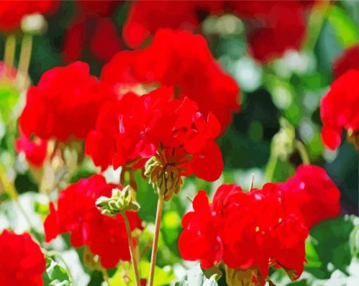 Red Geranium Flowers Paint By Numbers