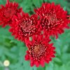 Red Chrysanthemum Flowers Paint By Numbers