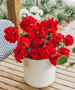 Red Flowers In White Pot Paint By Numbers