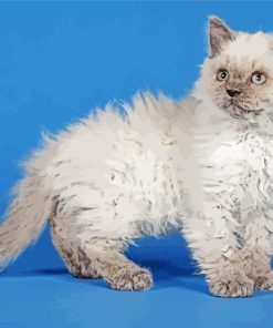 Selkirk Rex Kitten Paint By Numbers