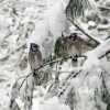 Two Blue Jay in Winter Paint By Numbers