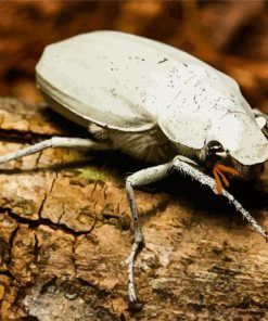 White Scarab Paint By Numbers