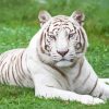 White Bengal Tiger Paint By Numbers