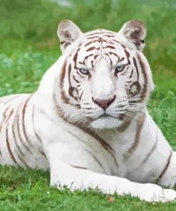 White Bengal Tiger Paint By Numbers