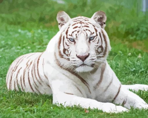 White Bengal Tiger Paint By Numbers